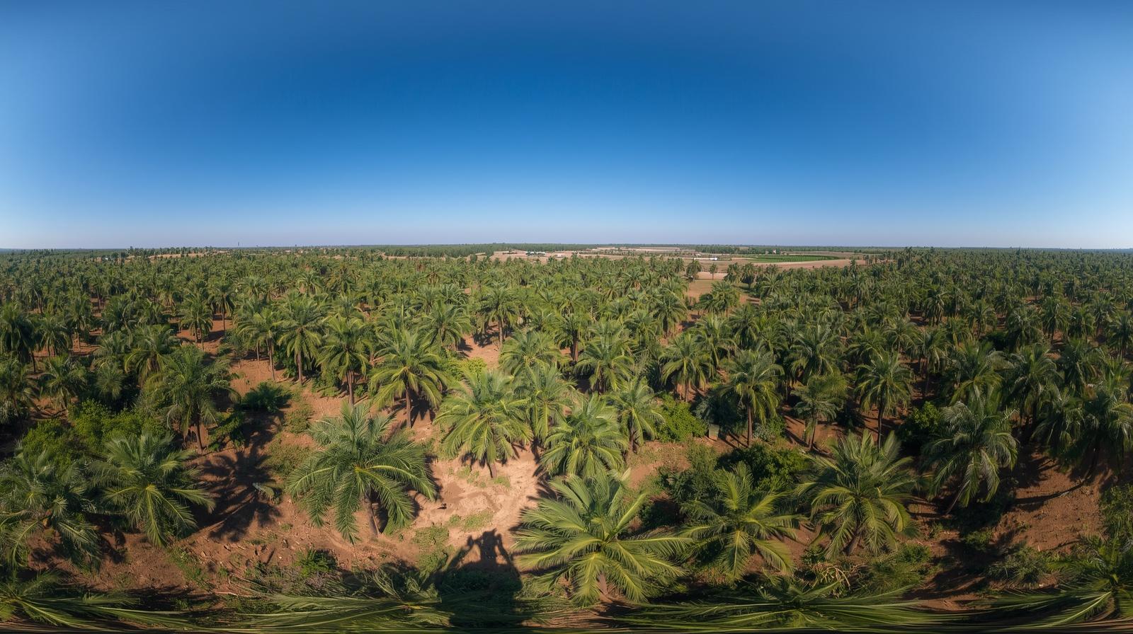 picture of large agricultural land with palm trees4